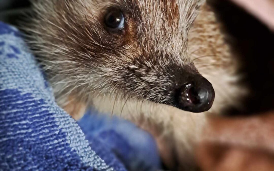 Egy kis segítség, ami életeket menthet